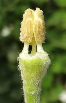  Stamens